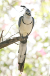 White-throated Magpie-Jay    Calocitta formosa